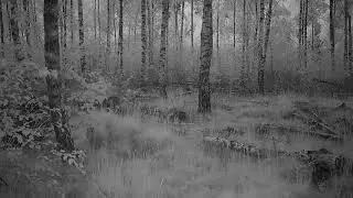 Keepguard KG 895 30MP HD 4G LTE CLOUD. Badger on his morning walk. Date: 2020-05-28
