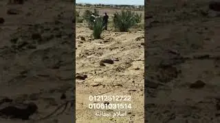 مزرعه في الواحات ببلاش
