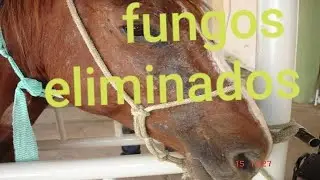 como acabar com  os fungos do teu cavalo [ fazer mais com menos ]