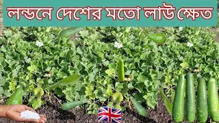 লন্ডনের মাটিতে দেশের মতো লাউ ক্ষেত | Shoker Bagan uk