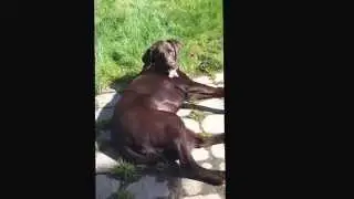 Bear the Choccy Lab sleeping in the sun