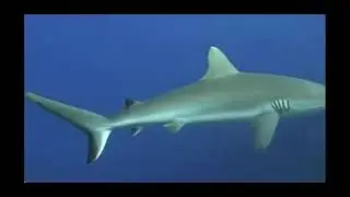 Volivoli Beach Resort Underwater