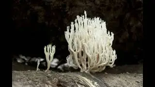 Ramariopsis kunzei