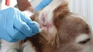 Spaniel Ear infection - management of otis externa without antibiotics