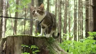 🌼 Tabby&rsquo;s Nature Escapades A Harnessed Wanderer 🌻🐾