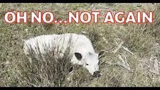 This is farming Pt4 - Yet again we have to save another calf left stranded.