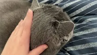 Гайд как гладить кота