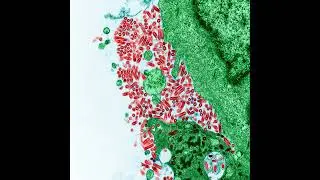 Ep. 36: Rabies: Molecular Masterpiece and Immune Saboteur&mdash;The Five-Gene Virus, Global Tracking, a...