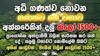 ඝණත්ව තේ වගාව | Density Planting of TEA