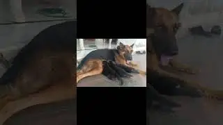 German shepherd puppies for sale 6367669670