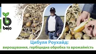 Вирощування цибулі Роухайд F1 від Бейо - вражаючий та стабільний урожай | СК «Агробізнес»