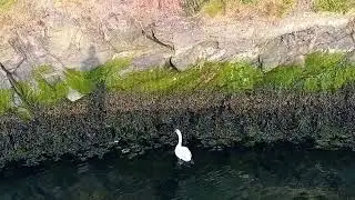 A swan padling about in Eyemouth/Eyemouth harbour. 14.6.2025.