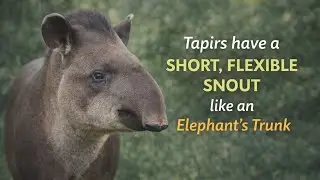 Unbelievable Tapir Facts That Will Shock You