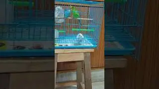 Daisy pulling the door 😄😅 #birds #budgies #budgielove #birdlovers #pets #petlover #parakeet