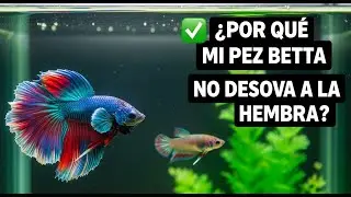 ✅ &iquest;Por que mi pez betta no desova a la hembra? / Betta macho no fecunda 😳👈