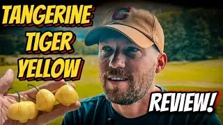 Tangerine Tiger Yellow Pepper Review 🌶️🔥 Is It Worth Growing?