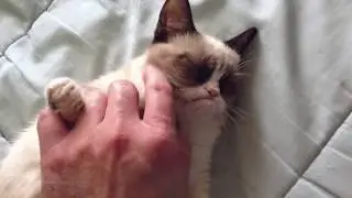 r.i.p. grumpy cat