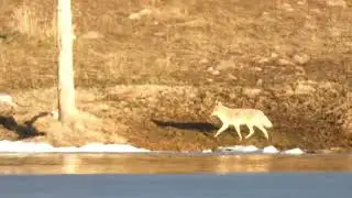 Coyote walking the shoreline of Marsh Lake Uinta Mountains Utah