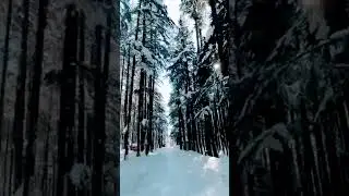 Kalam forest 🌱🇵🇰🌲🌲🌲 #february2019 #february2020 #trave #firstsnow #natur #kalam