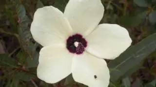 Buwathay Munyarryun Pedigree Ceremonial Yidaki
