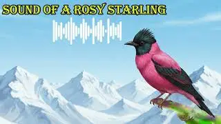 SOUND OF A ROSY STARLING 🔊 What does a rosy starling sound