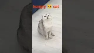hungry cat with fry fish cat#comedy#short#funny#cat
