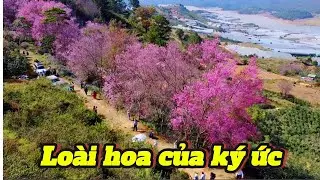 Hoa mai anh đào Đà Lạt: Thứ ký ức chỉ nở đúng một lần mỗi năm