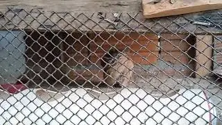 A IMPORTÂNCIA É GRANDE PARA ELAS...