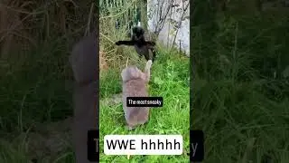Crazy Cat Fight! WWE Style Battle  🥊 #CatFight #WWE