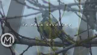 Letovi || Ta mala stvorenja