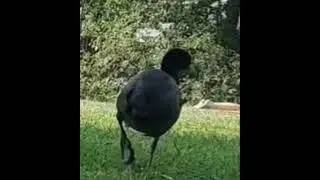 Folaga starnutisce🔊🦆 #funnyanimals #cute