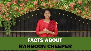 Beauty Of Rangoon Creeper | Make Your Home More Colorful | Facts And Benefits | Fragrance Flower