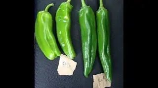 Best Organic Chile Fertilizer?