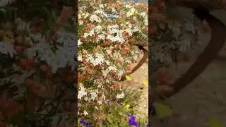 Australian native plants Spring time gardens are the best. ❤️❤️