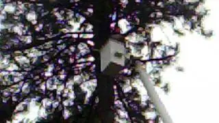 Tree Service Oregon - A to Z Tree Service in action...