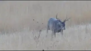Idaho Whitetail Dryfarm Hunt 2018