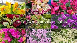 Rare Variety Bougainvilla Plants For Sale|Bougainvilla|Plants|Zahar Gardens|