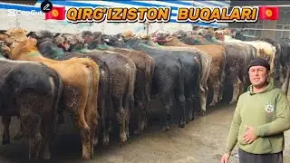 Qirg'iziston Buqalari 🇰🇬 Bunaqasi Kam Keladi Ulgurib Qoling 30-yanvar, 2026