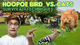 HOOPOE BIRD VS. CATS - SURVIVAL TECHNIQUES | NOEL EVERYDAY