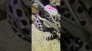 Rare Big Catch - Worth It！PX0375 #diving #fishing #lobster