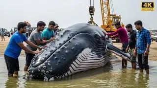 Epic Rescue By Team To Save A Giant Whale From The Fishing Nest | Thanks To Smart Penguin