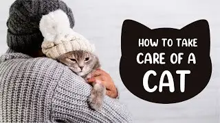 Feline HealthCare 101: Your Cat's Wellness Guide#cat#catvideos#catcare#funnycats#cutecats#cathealth