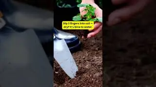 The 3-Finger Test That Could Save Every Plant You Own