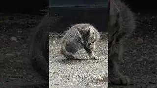 Kitten Licks Fingers For Italian Hand Gesture 😺🤌 EXTENDED VERSION - Pizza Pasta Cat Meme