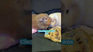 Not All Guinea Pig Cage Liners Are Equal&mdash;Here&rsquo;s Why!