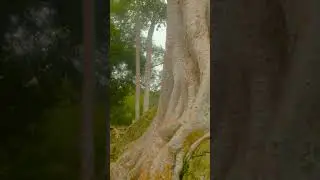 Ancient ruins, rainstorm in Angkor Wat, Siem Reap Cambodia Tour Jungle Ruins Travel Adventure
