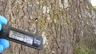 Trees have termites nests inside! we can check them.