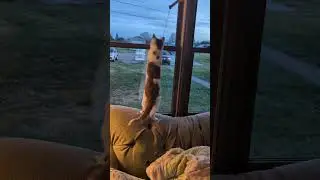 my cat Leo stretching for the string