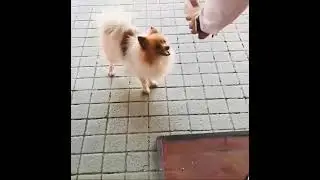 Dog Temperature Check before Entry #pomeranian #shorts #doglover