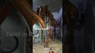 Mammoth skeleton in Russia 🇷🇺  @tamilinrussia #mammoth #russia #mbbs #happynewyear2022
